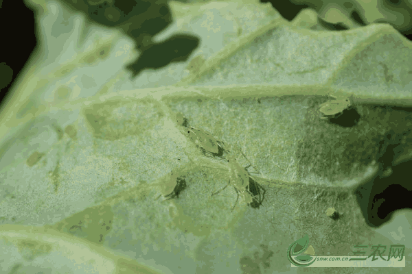 芽虫的防治方法